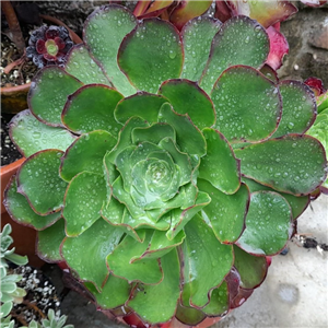 Aeonium 'Pomegranate'